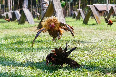 Cockfighting in the Philippines: What it was like.